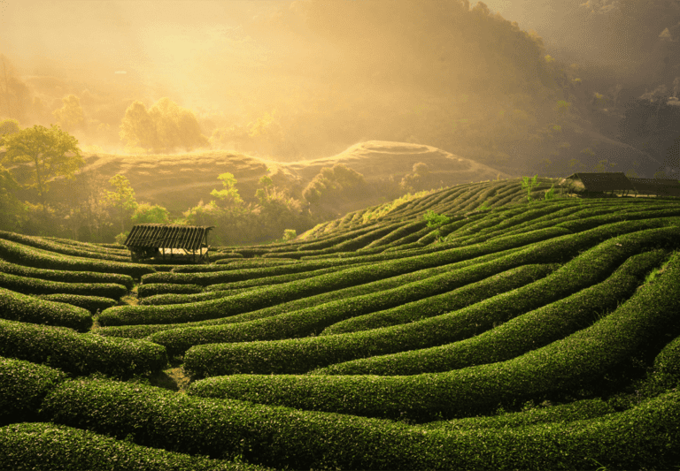 Duis sagitis ipsum prasent