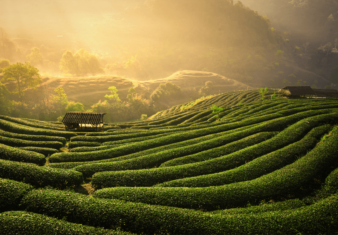 Je bekijkt nu Duis sagitis ipsum prasent